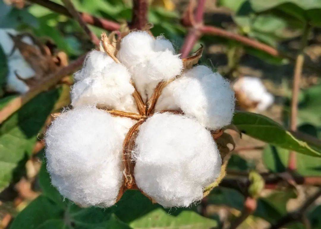 抗虫棉优良品种及栽培技术 - 中国农业科学院棉花研究所