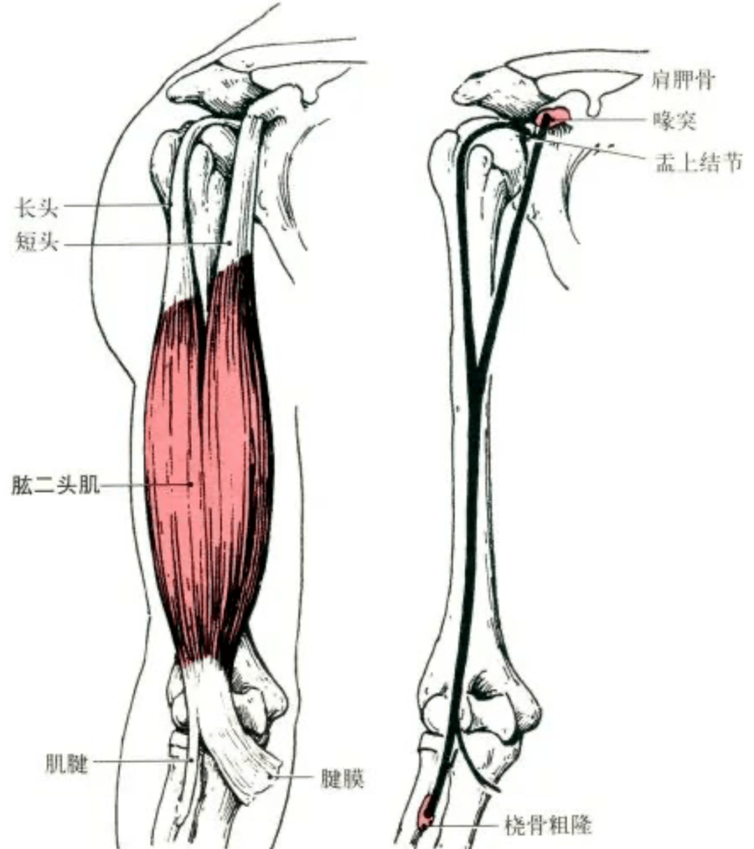 肌肉解剖,起止点及功能讲解高清图,收藏随时查看!