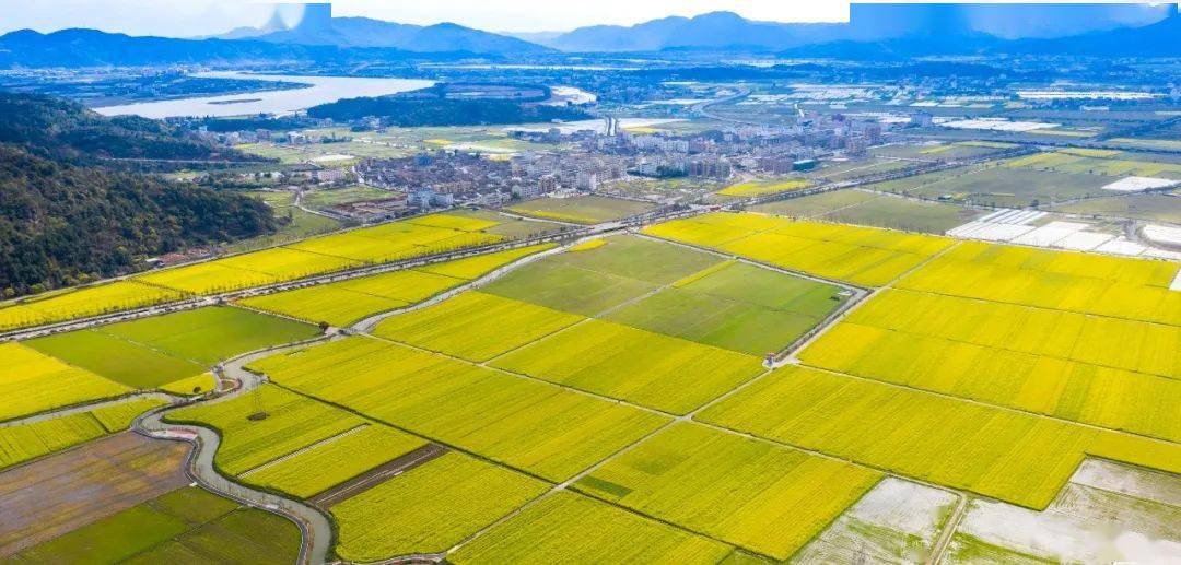 瑞安曹村镇田园综合体面积10500余亩,托天井垟万亩良田,融现代农业
