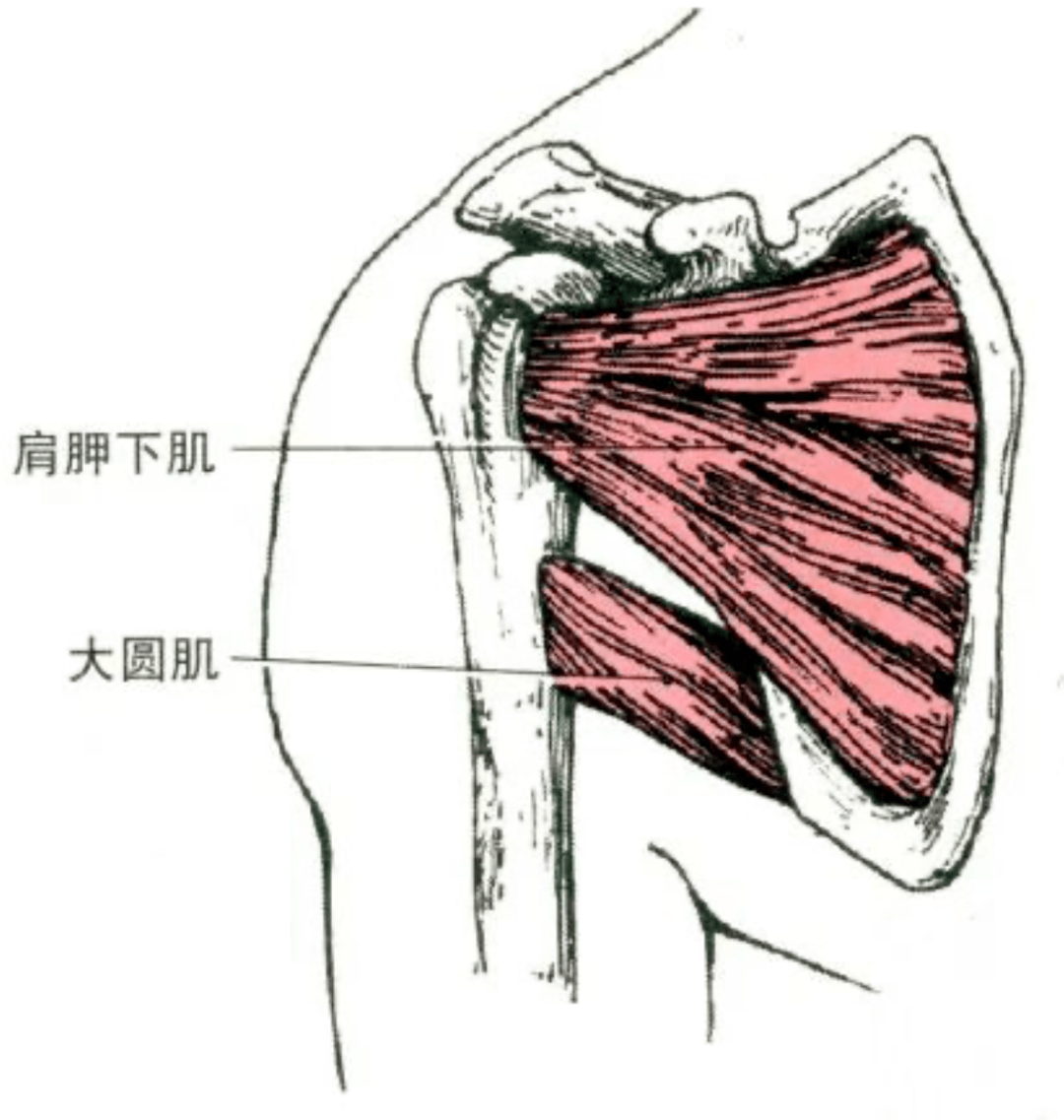 起点:肩胛下窝. 止点:肱骨小结节.