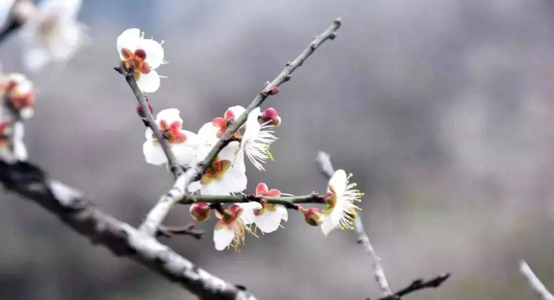 有一种美,叫陆河的冬天:岭南盛景,思念如雪_梅花越