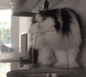 猫最傻的样子,你见过吗?