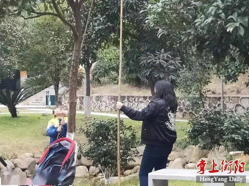 向不文明行为说"不"丨公园景观柚"惨遭毒手"