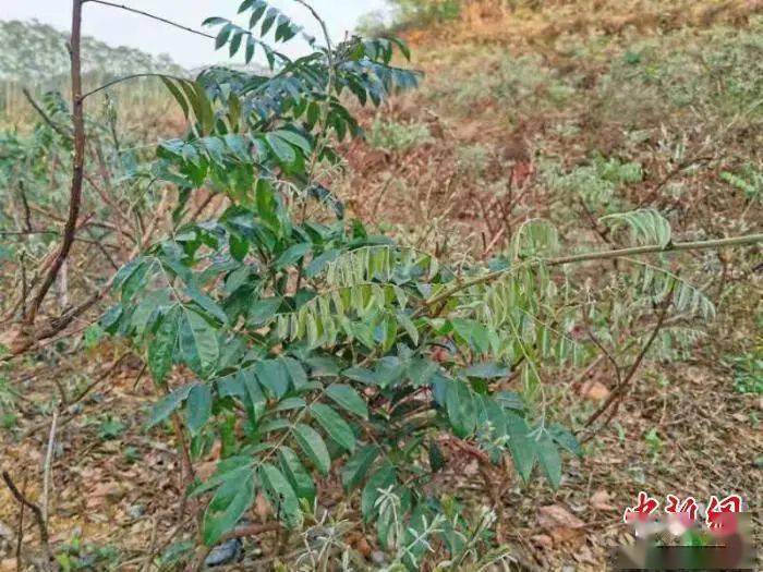 供应给药材收购商之外,部分会在台山台城的菜市场和乡镇墟集中流通