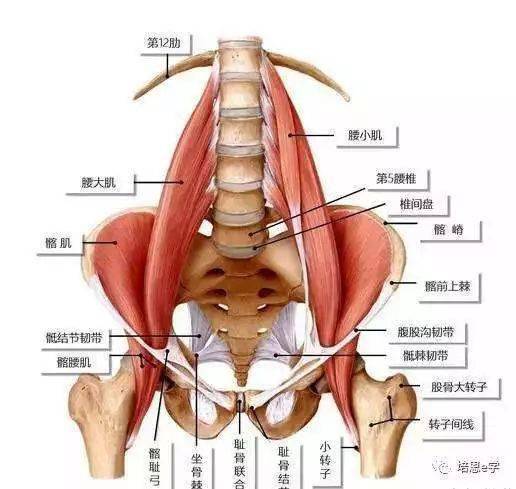 核心肌群都有啥,你练的是真"核心"还是"假核心?