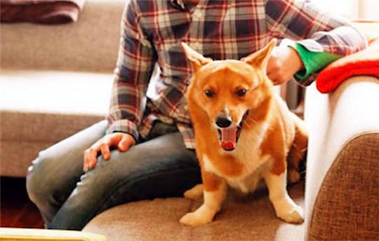 如何给狗狗做衣服柯基 f53ec39b88cc47e6ad3559190f4d1de6.jpeg