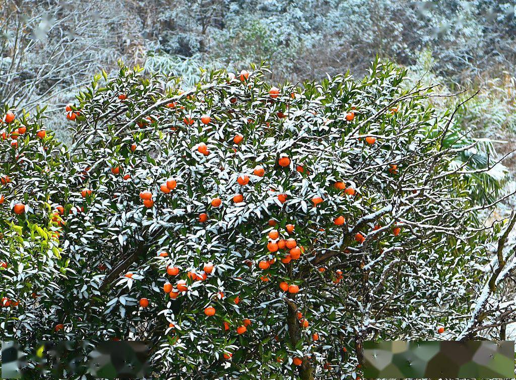 浙江杭州：江南山村瑞雪兆丰年