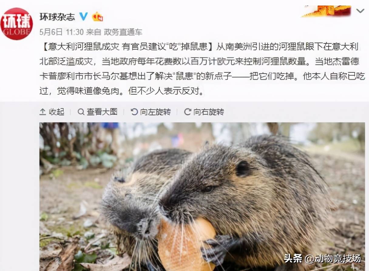 獭狸在美国泛滥成灾成为被悬赏的动物人狸大战美国完败