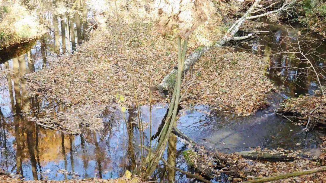 大量的落叶落满在地上和水上↓