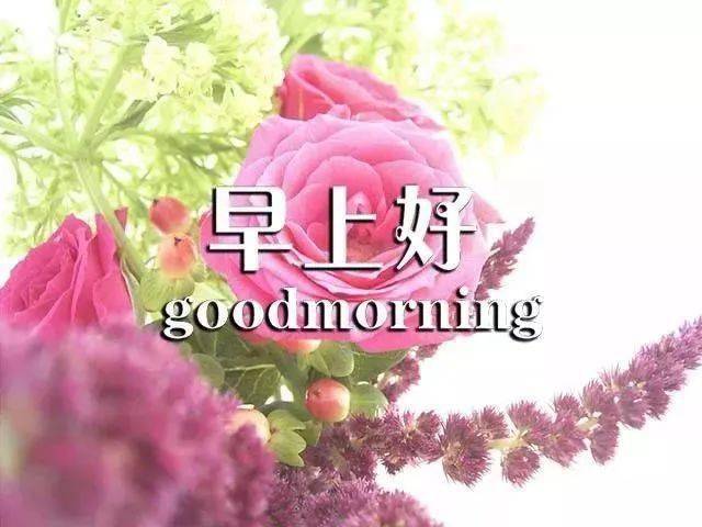 1月7日分享朋友圈最新版鲜花早上好问候语 最美早上好
