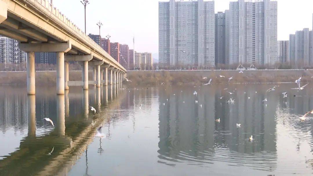 关注美极了嵩县伊河水清鸟跃市民驻足赏海鸥