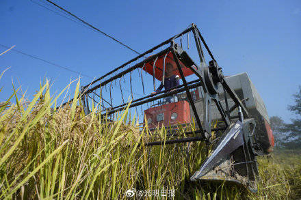 变异|水稻如何才能实现低肥高产？