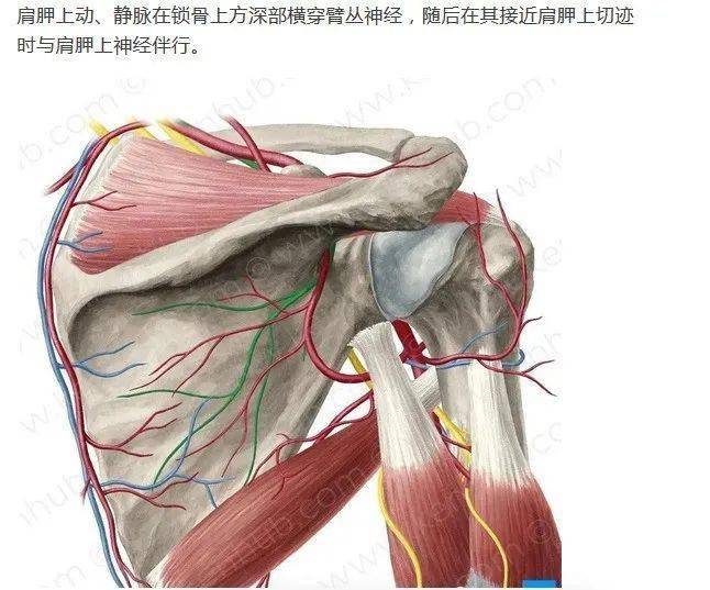 肩胛上神经卡压