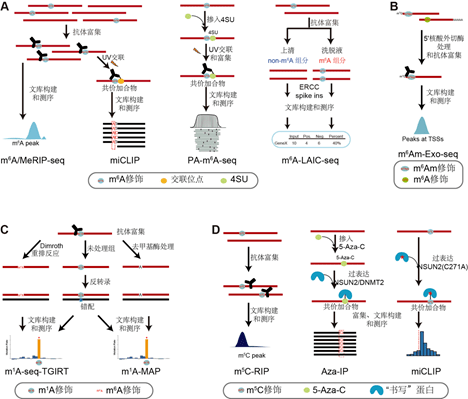 伊成器课题组综述:揭示真核生物mrna上的化学修饰和基因表达调控