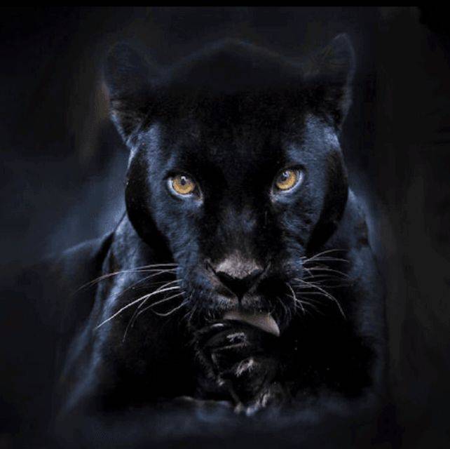 黑豹是为数不多的能同时激起人们的恐惧之心和敬畏之情的动物.