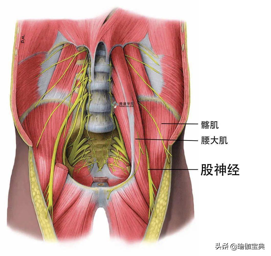 股神经 femoral nerve: 位于股动脉的外侧,立即分成多条肌支和皮支