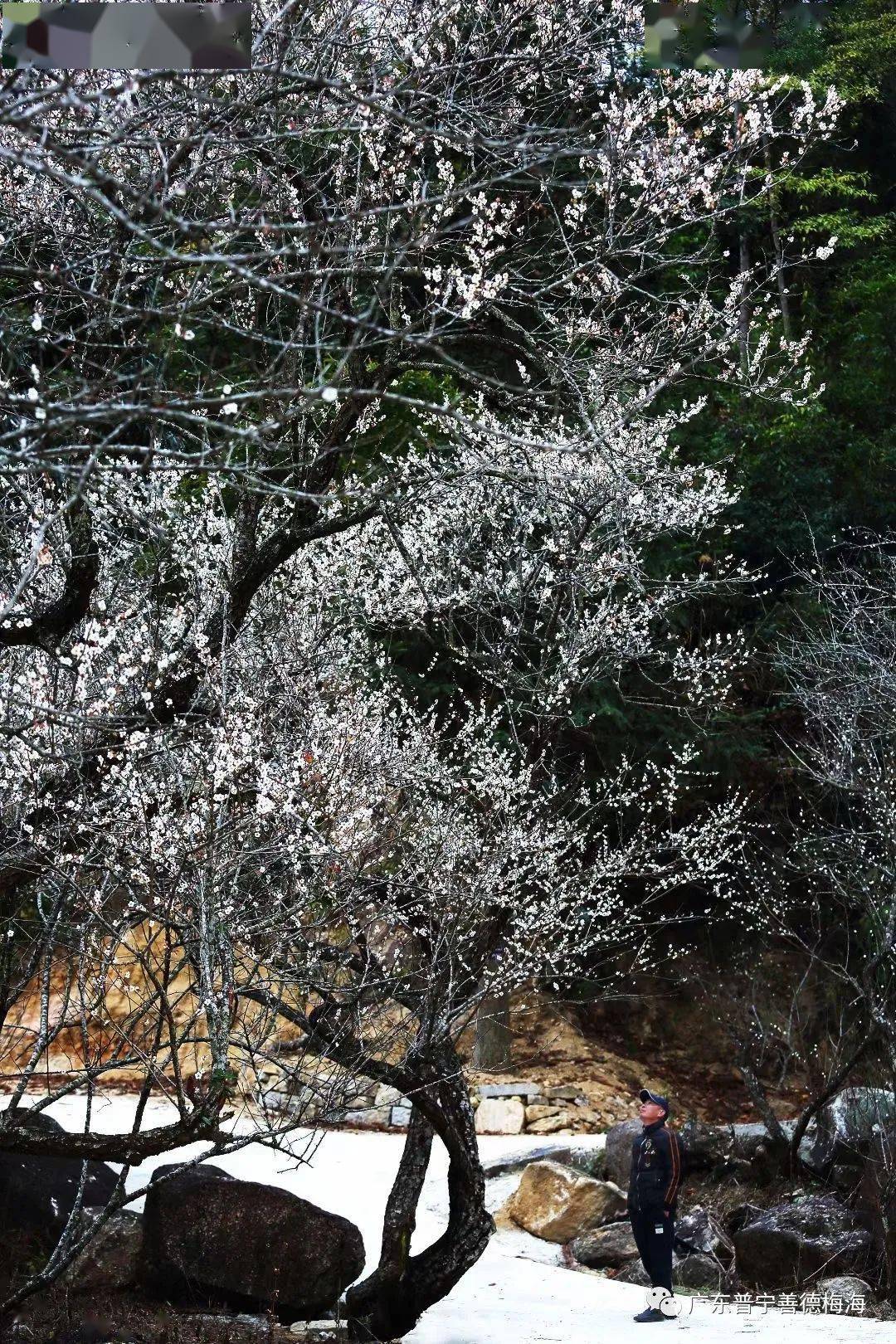 这里下起了普宁第一场傲雪才有梅花便不同