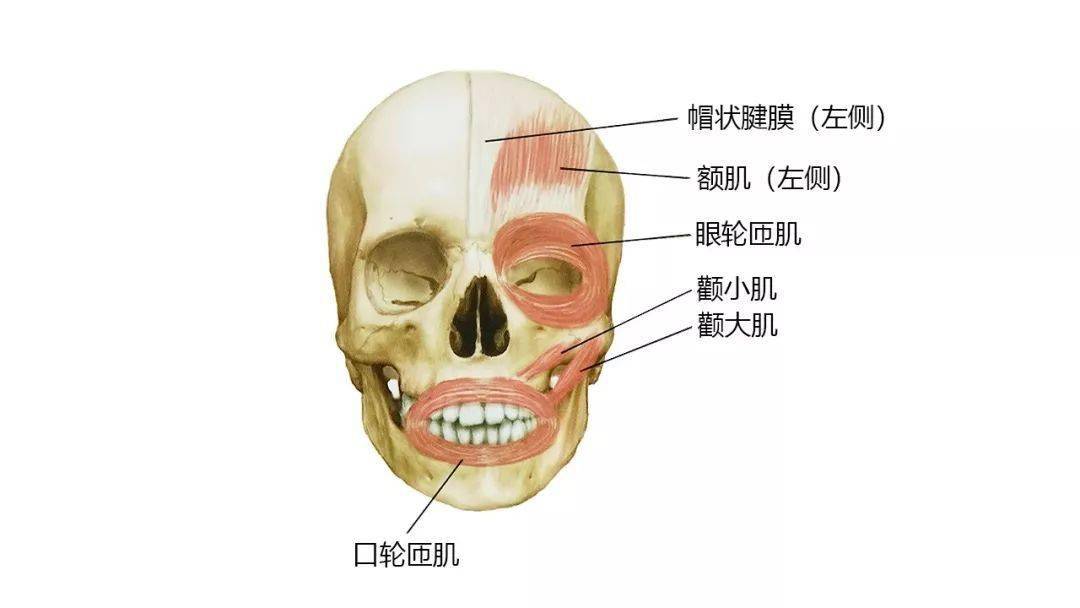 请收藏超赞的高清头颈部骨骼及肌肉图谱