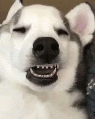 哈士奇的奇葩睡姿,一个比一个丑,最后一个睡姿难度超高