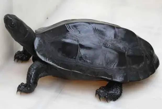 草龟又称乌龟,因其雄性草龟在成长的过程中有一定的机率会墨化,通体