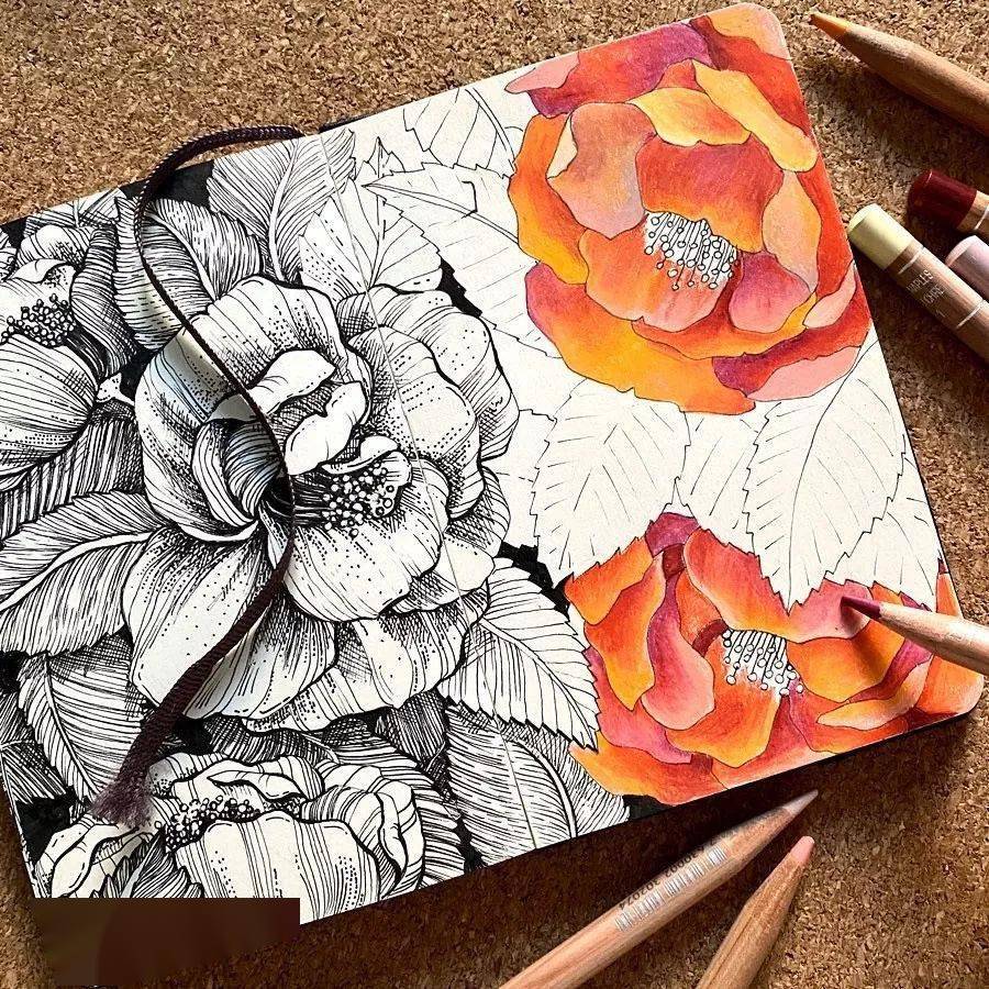 线稿的无穷魅力~彩铅与线稿的对比作品欣赏_昙花