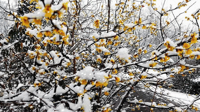 此刻,凛冬已至,多地白雪飘飘,而有一种花,正凌寒而开,它就是——腊梅.
