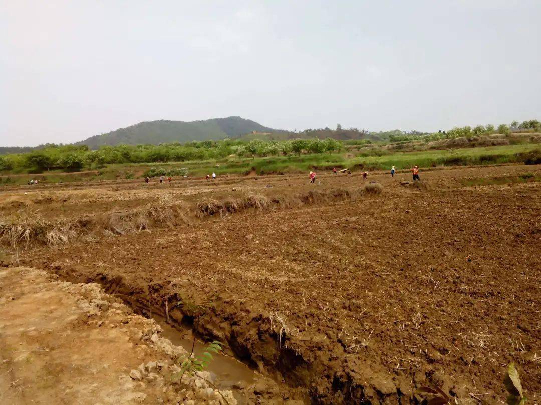 关于农村死亡人口土地如何处理_白术种植土地如何处理