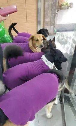 為6隻愛犬買了同款新衣服，結果出門發現撞衫了... 萌趣萌寵 第3张