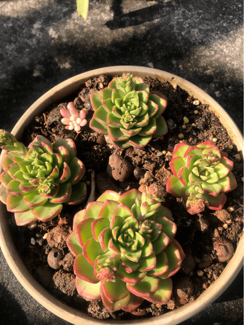 什么时候才能长肉 31ca53e77574403fafcf3291e9a54d68.png