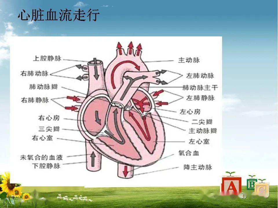 心脏大血管的影像解剖