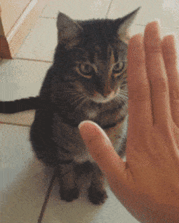 喵星人会跟你give me five?!别自作多情了!