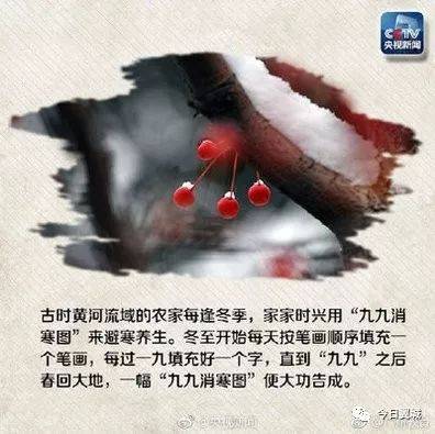 巢鹊什么成语_鹊始巢图片