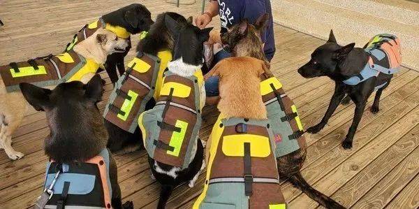 為6隻愛犬買了同款新衣服，結果出門發現撞衫了... 萌趣萌寵 第6张