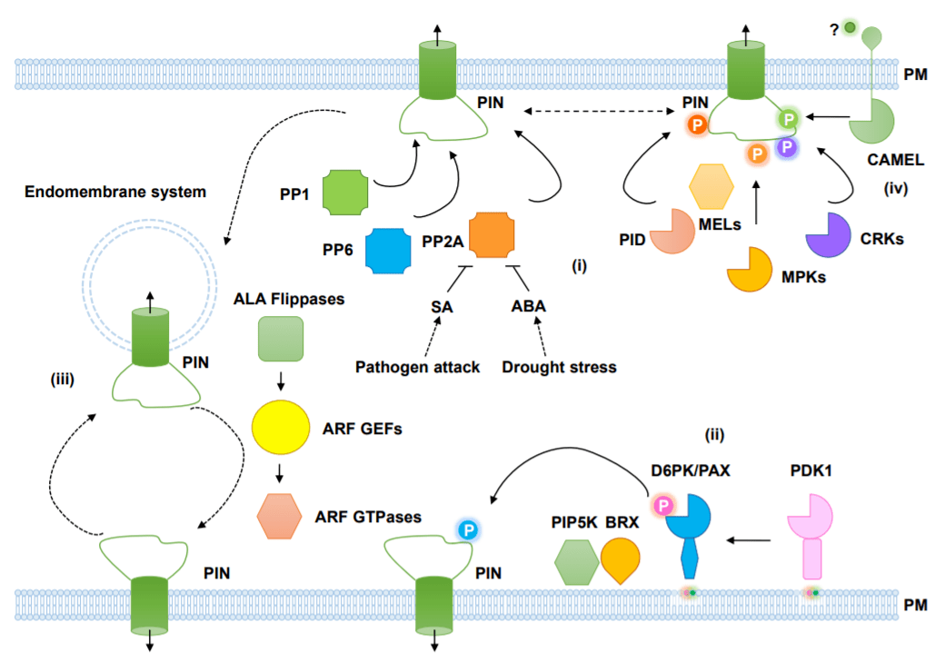 g蛋白结合gdp是被磷酸化吗_蛋白线是蓝色吗