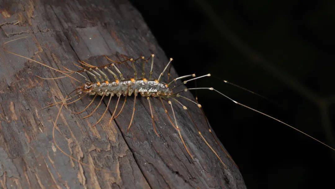 蚰蜒目 scutigeromorpha,15对步足,最后一对足特长,爬行速度很快,摄于