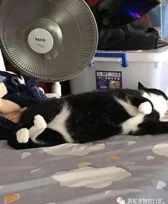 宾士猫侧躺露出肚肚的模样亮了,网笑:这也太撩人了啦!