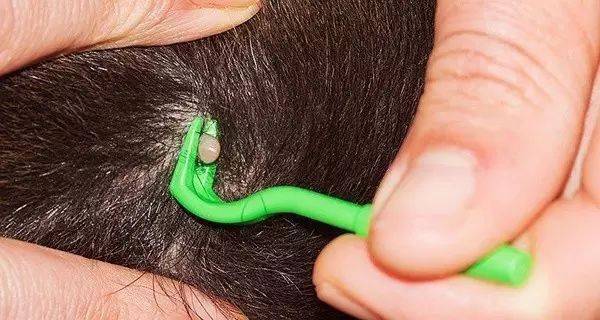 狗狗的这些迹象可能有寄生虫了