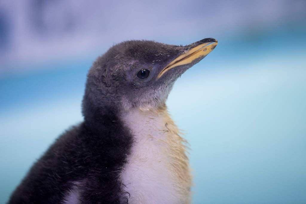 墨西哥水族馆出生一只企鹅宝宝超萌可爱