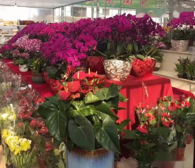 1月16号【周六】青州专线花卉市场 青州古城休闲一日游特惠119元
