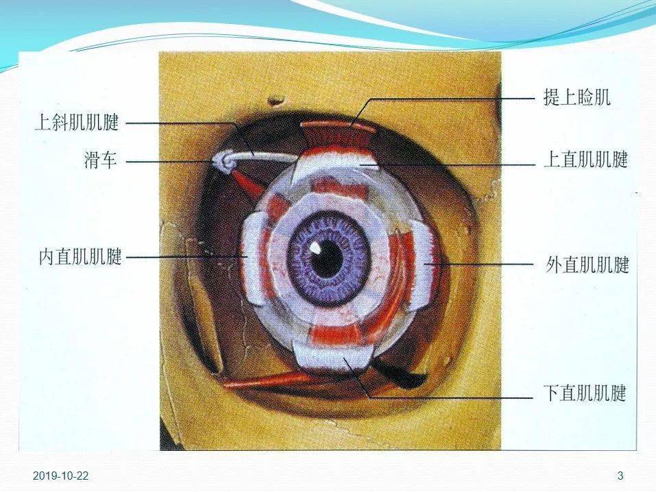 眼视光眼球运动与眼外肌麻痹的简单分析