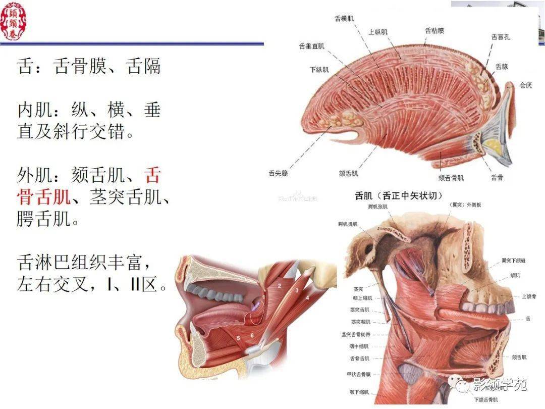 舌口底影像解剖及常见疾病诊断