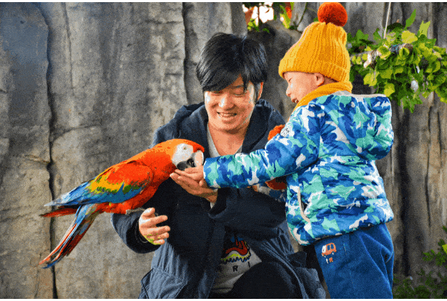 而且为了迎接大家 动物世界又上新了很多小可爱 0 1 左中括号  鹦鹉