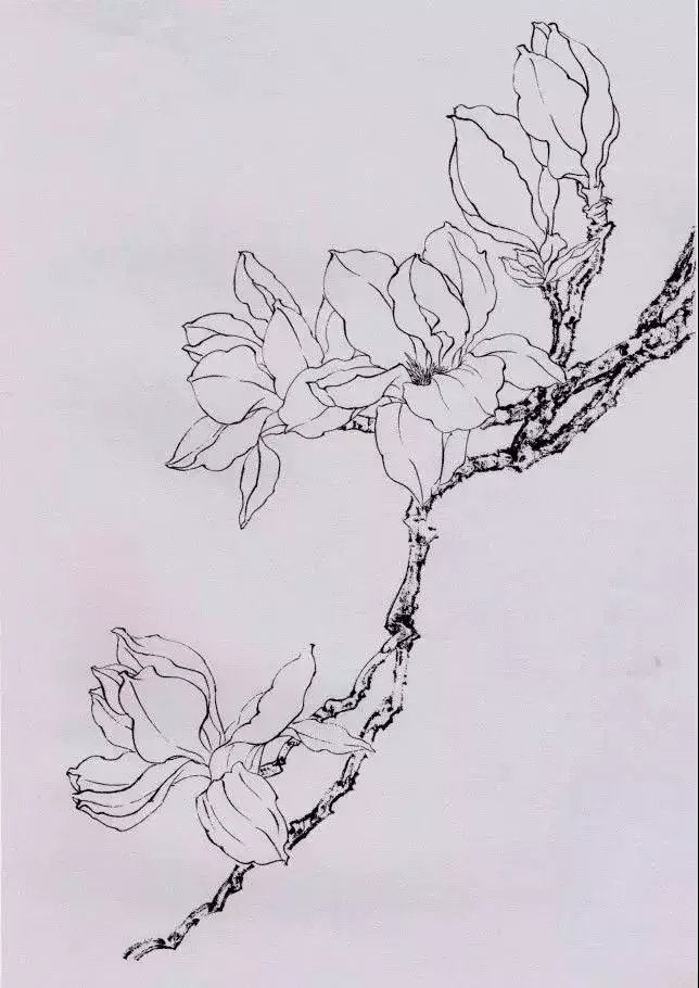 【国画教程】工笔玉兰蝴蝶画法步骤_花瓣