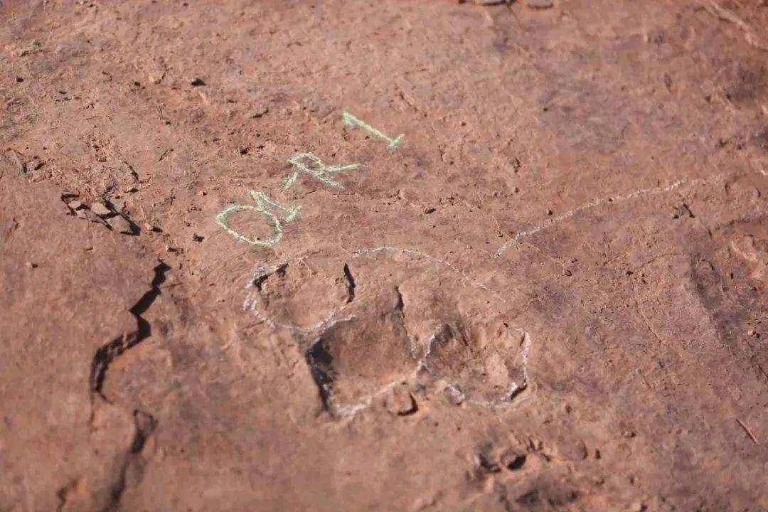化石|真“龙岩”！福建发现恐龙足迹群，距今8000万年！