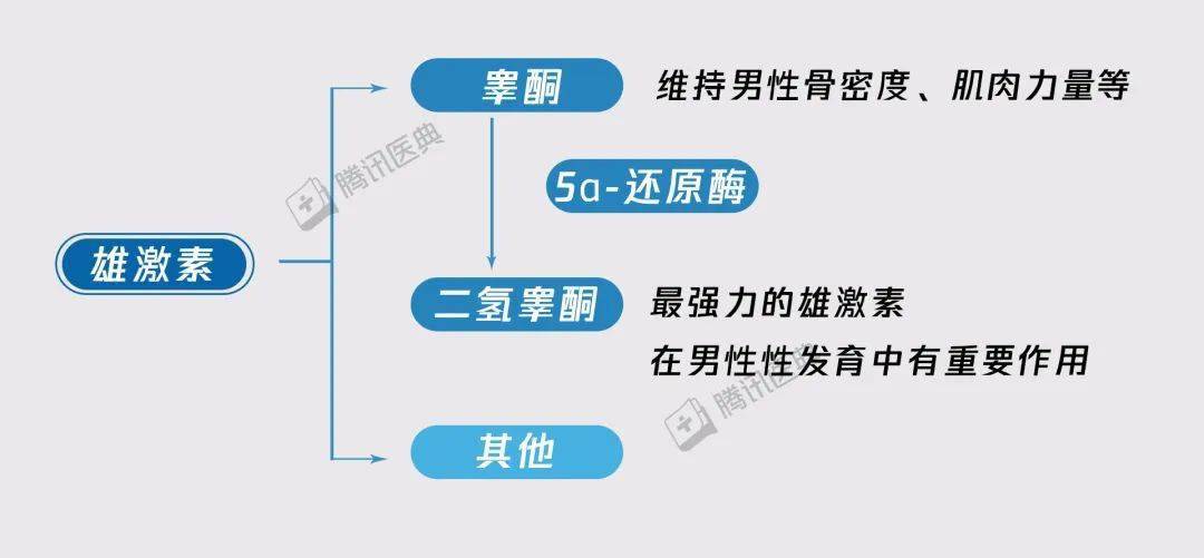 二氢睾酮与雄激素受体结合的紧密程度,是睾酮的2倍,而且在身体中起