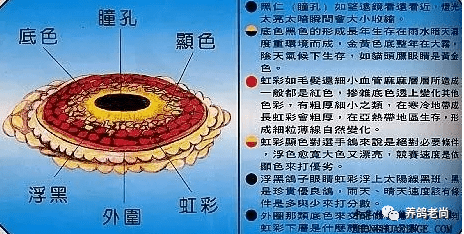 赛鸽眼房水的识别与配对应用