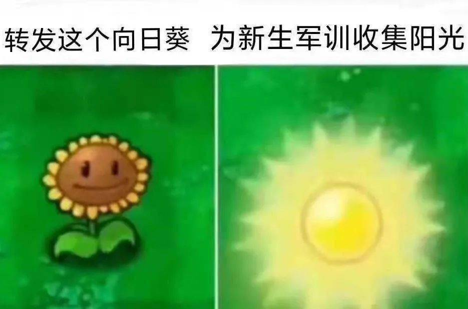 阳光能量让第二天的太阳更温暖小才表示不仅要为新生转发向日葵还把
