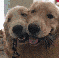 a62a37addc684a9daeaacf6c1805a648.gif