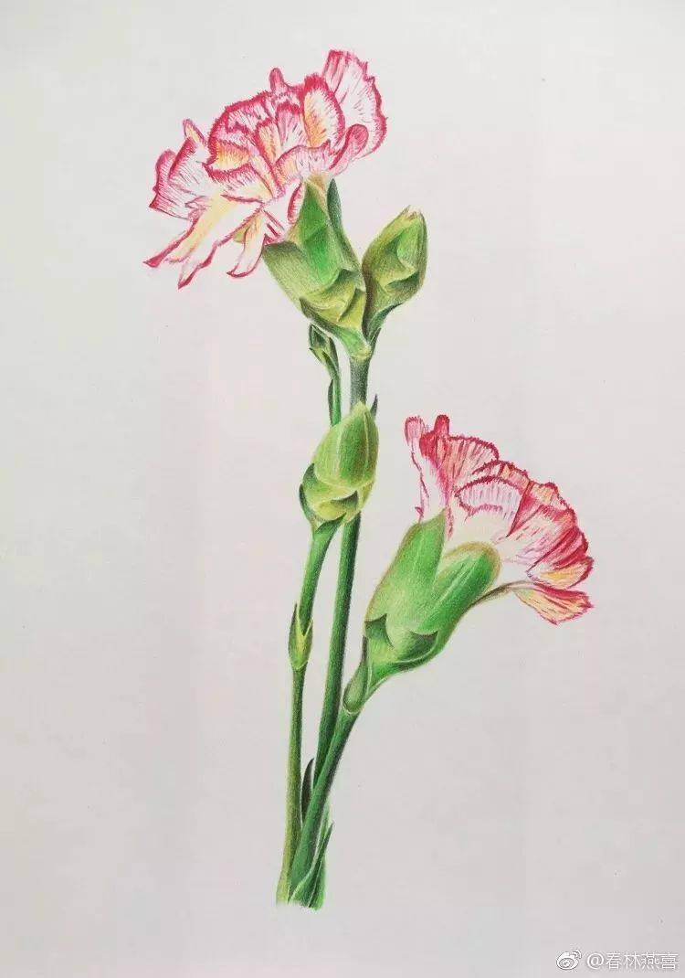 彩铅画入门教程彩铅花卉欣赏及步骤教程
