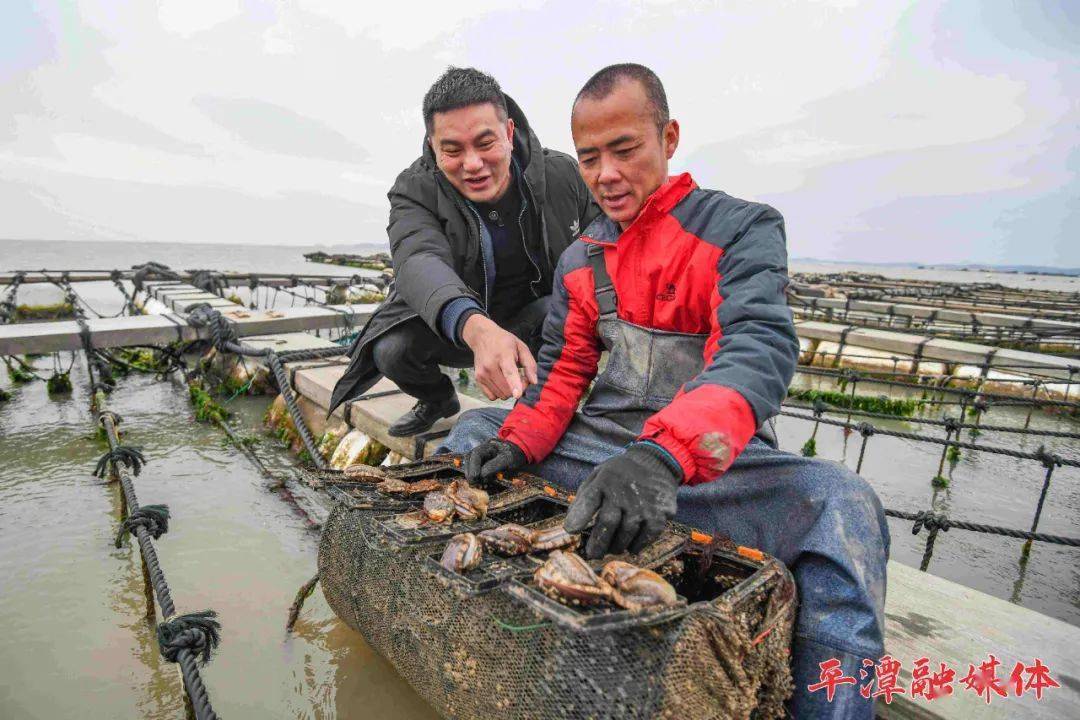 开吃丨平潭鲍鱼大丰收肥美个头大养殖区呈现一派忙碌景象